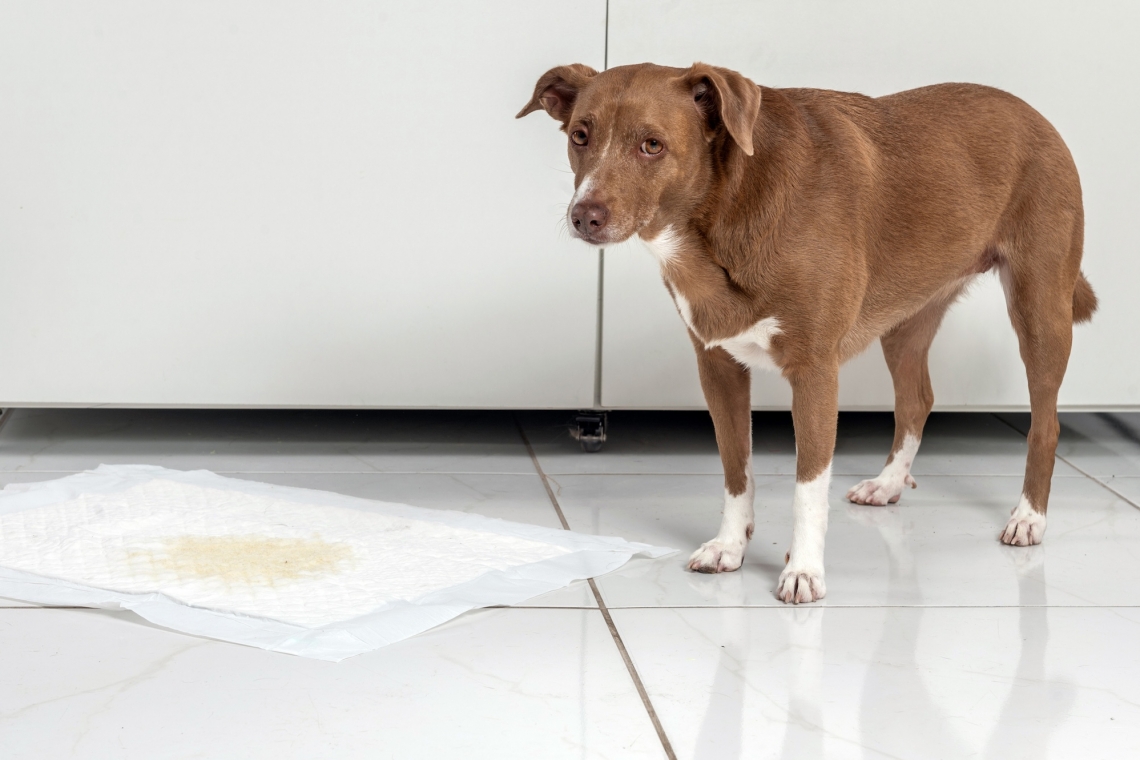 La cistite nel cane: quali sono le cause, i sintomi ed i fattori predisponenti